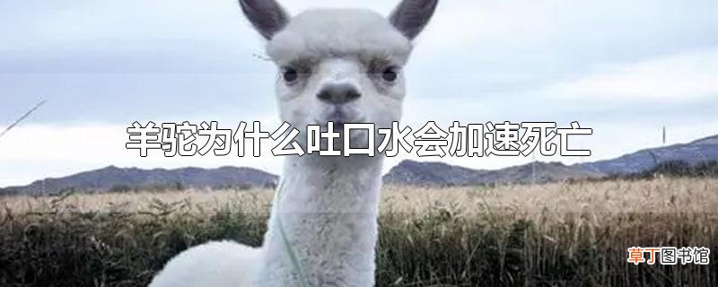 羊驼为什么吐口水会加速死亡