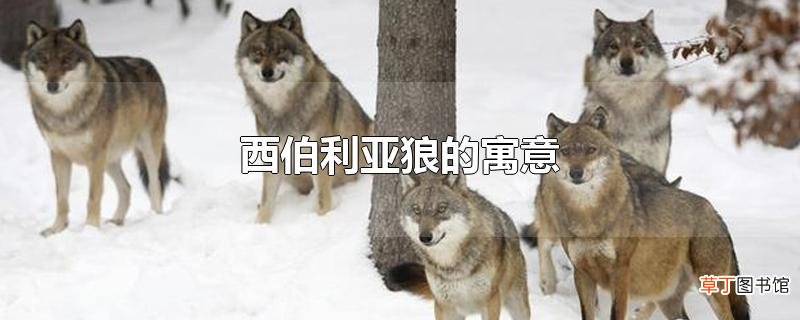 西伯利亚狼的寓意