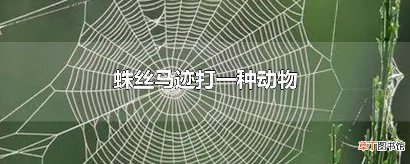 蛛丝马迹打一种动物