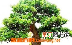 罗汉松的养殖方法