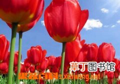 郁金香的养殖方法