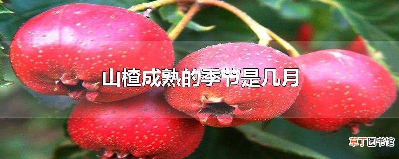 山楂成熟的季节是几月