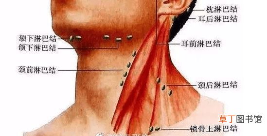 甲状腺结节分几级-甲状腺结节一共有几级