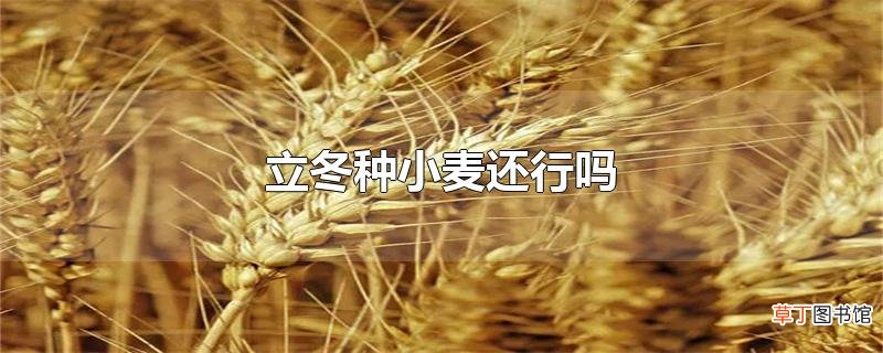立冬种小麦还行吗