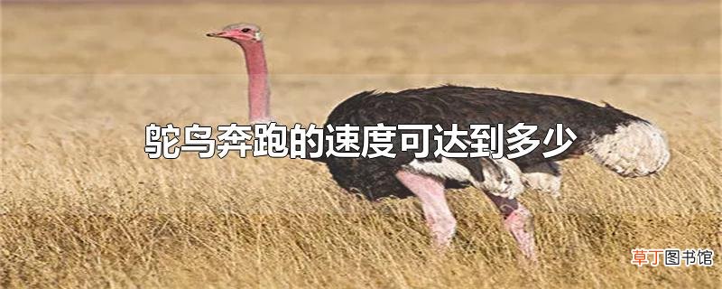 鸵鸟奔跑的速度可达到多少