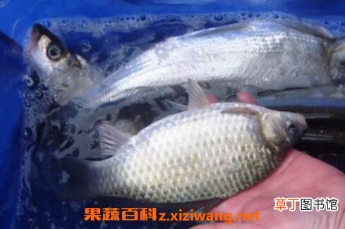 花鲢鱼如何养 花鲢鱼的最佳养殖方法