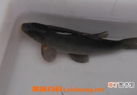 花鲢鱼如何养 花鲢鱼的最佳养殖方法