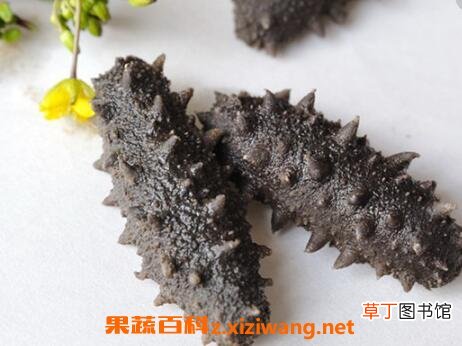 盐渍海参如何保存 盐渍海参的保存方法技巧