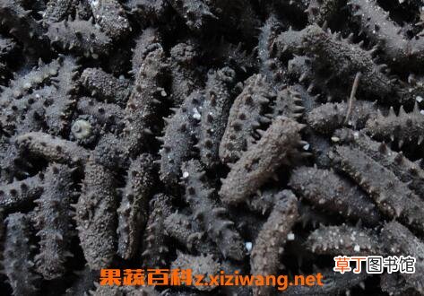 盐渍海参如何保存 盐渍海参的保存方法技巧