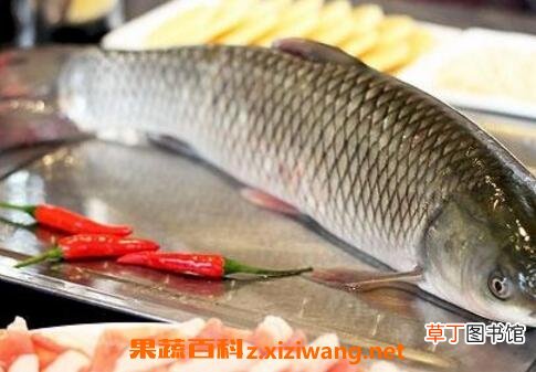 草鱼鱼油怎么吃 草鱼鱼油的功效与作用