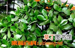 玉树的养殖方法