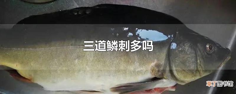 三道鳞刺多吗