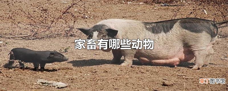 家畜有哪些动物