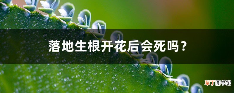 落地生根开花后会死吗？