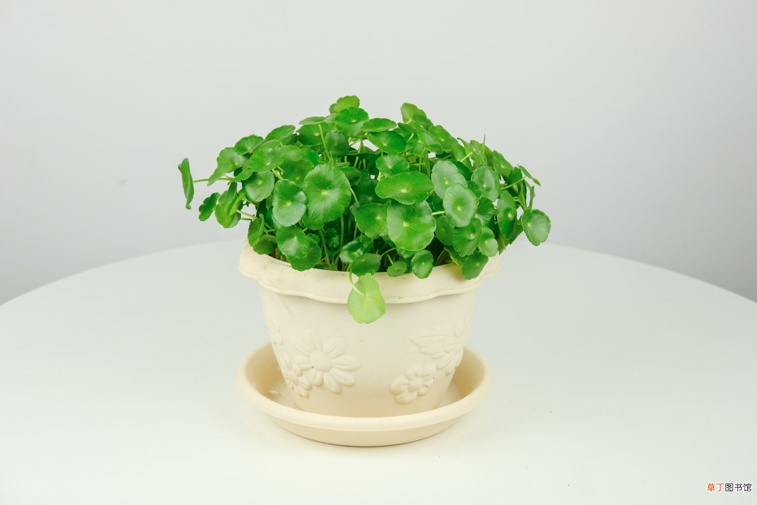 铜钱草和香菇草是一种植物吗