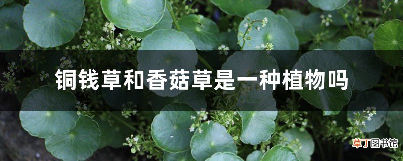 铜钱草和香菇草是一种植物吗