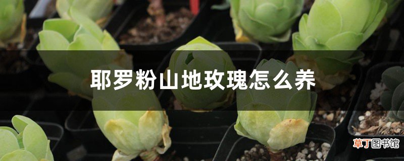 耶罗粉山地玫瑰怎么养