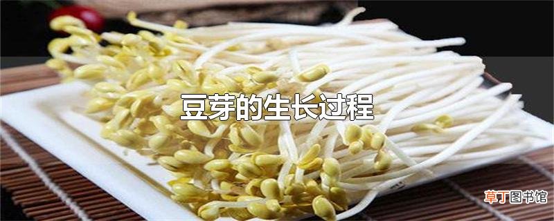 豆芽的生长过程