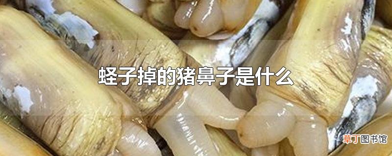 蛏子掉的猪鼻子是什么