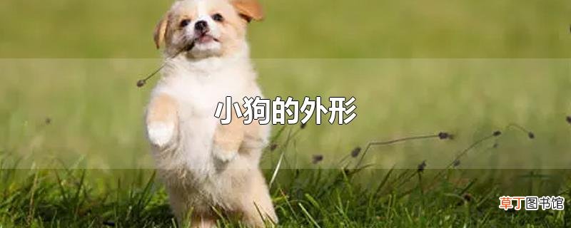 小狗的外形