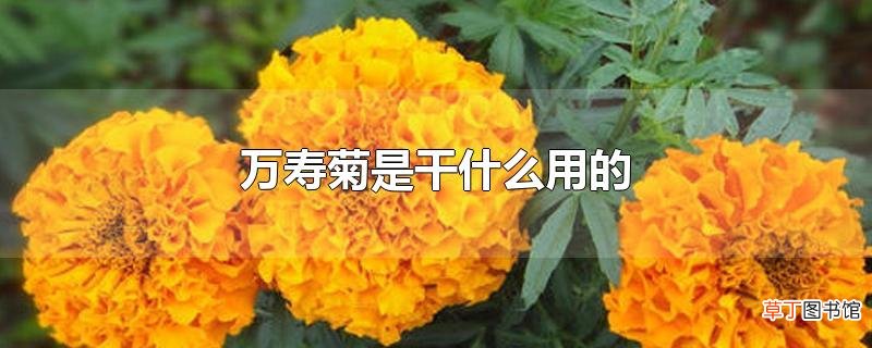 万寿菊是干什么用的