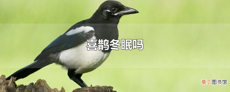 喜鹊冬眠吗