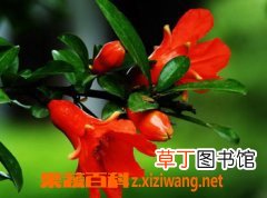 石榴花怎么养 石榴花种植技巧
