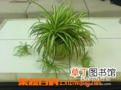 最好养的室内植物有哪些