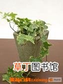 最好养的室内植物有哪些