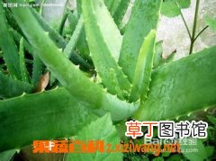最好养的室内植物有哪些