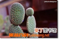 最好养的室内植物有哪些