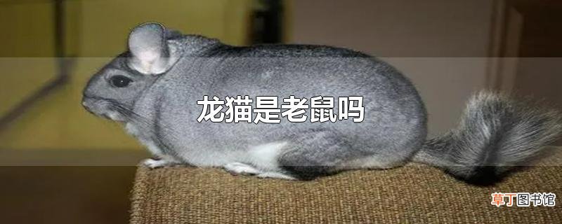 龙猫是老鼠吗