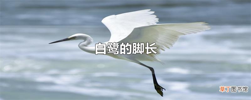 白鹭的脚长