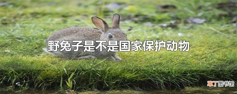 野兔子是不是国家保护动物