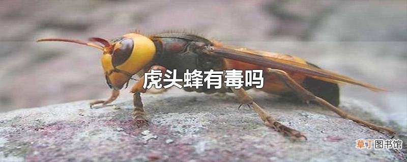 虎头蜂有毒吗