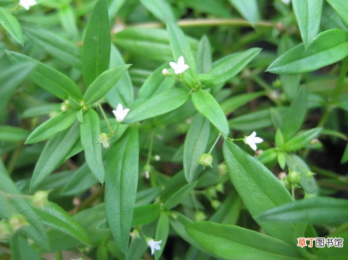 白花蛇舌草,名字很奇怪,却有多种抗癌成分,你听说过吗?