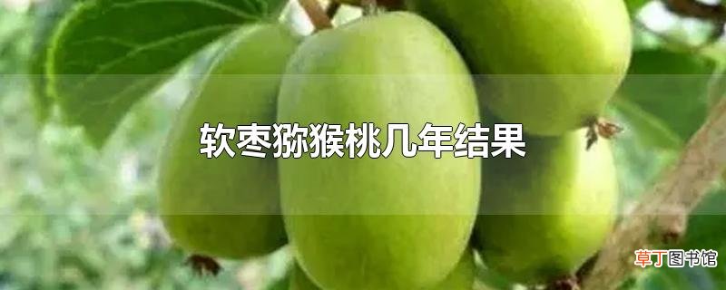 软枣猕猴桃几年结果