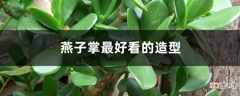 燕子掌最好看的造型
