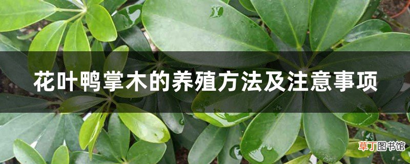花叶鸭掌木的养殖方法及注意事项