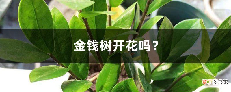 金钱树开花吗?