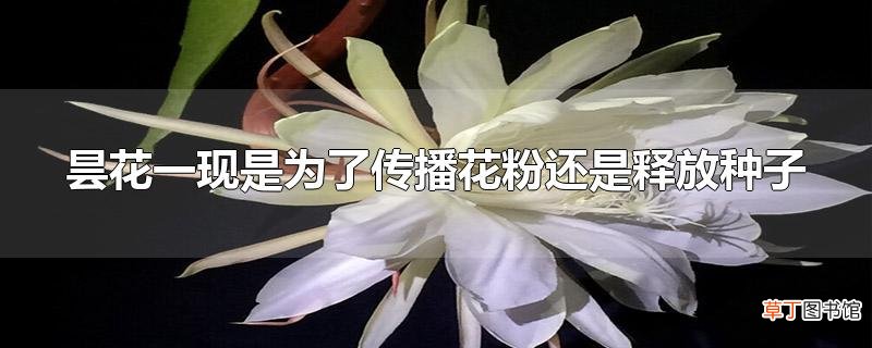 昙花一现是为了传播花粉还是释放种子