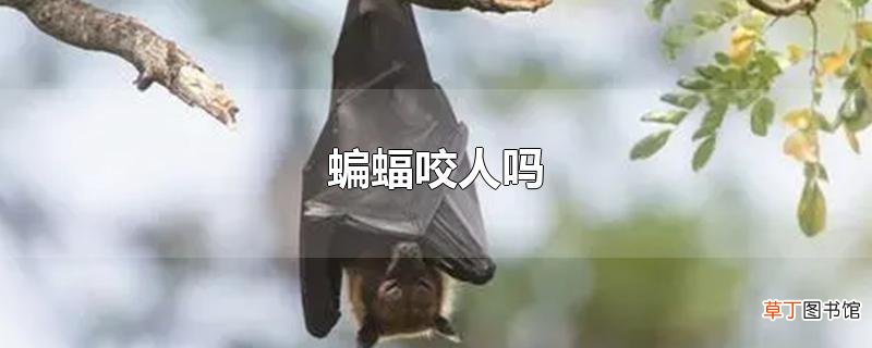 蝙蝠咬人吗