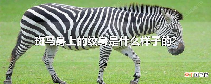 斑马身上的纹身是什么样子的?