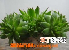 观音莲的养殖方法
