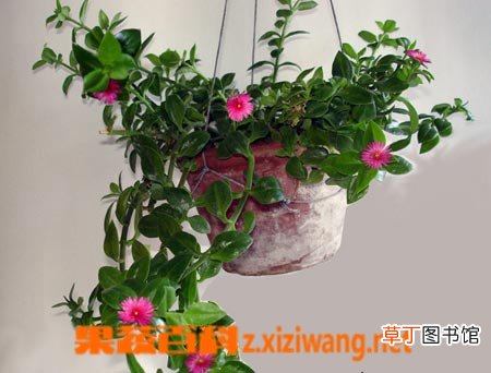 牡丹吊兰的养殖方法