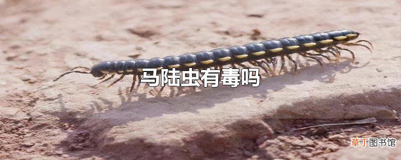 马陆虫有毒吗