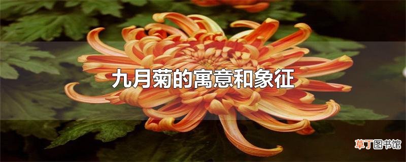 九月菊的寓意和象征
