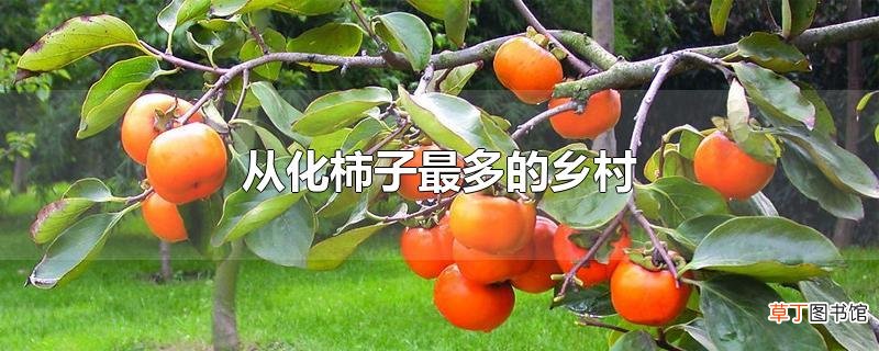 从化柿子最多的乡村