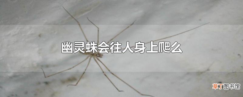 幽灵蛛会往人身上爬么