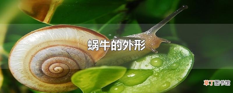蜗牛的外形